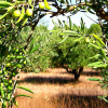 Oliven -- Fasten und Wandern